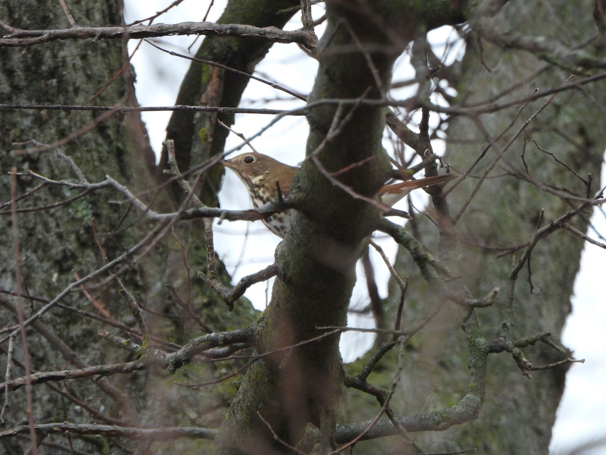 チャイロコツグミ - ML612955379