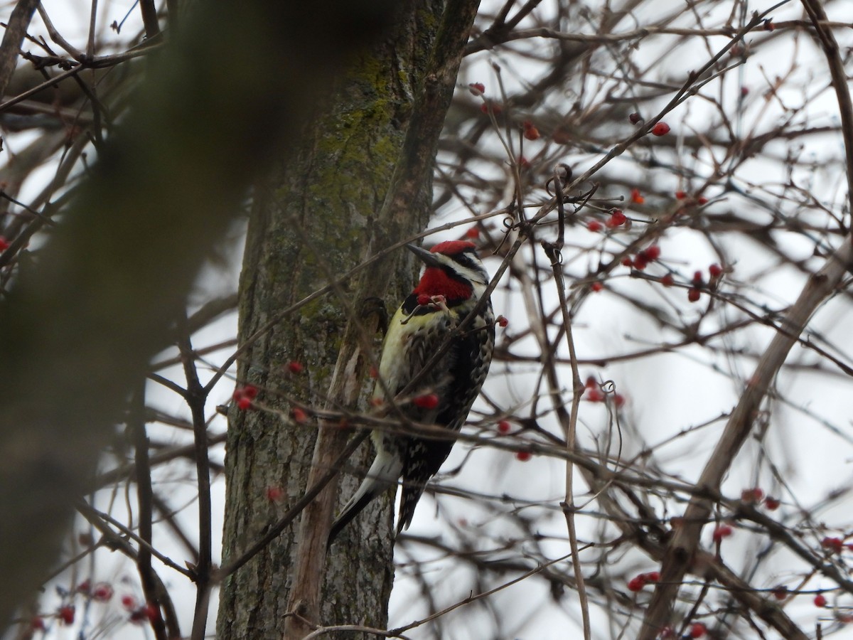 Yellow-bellied Sapsucker - ML612955392