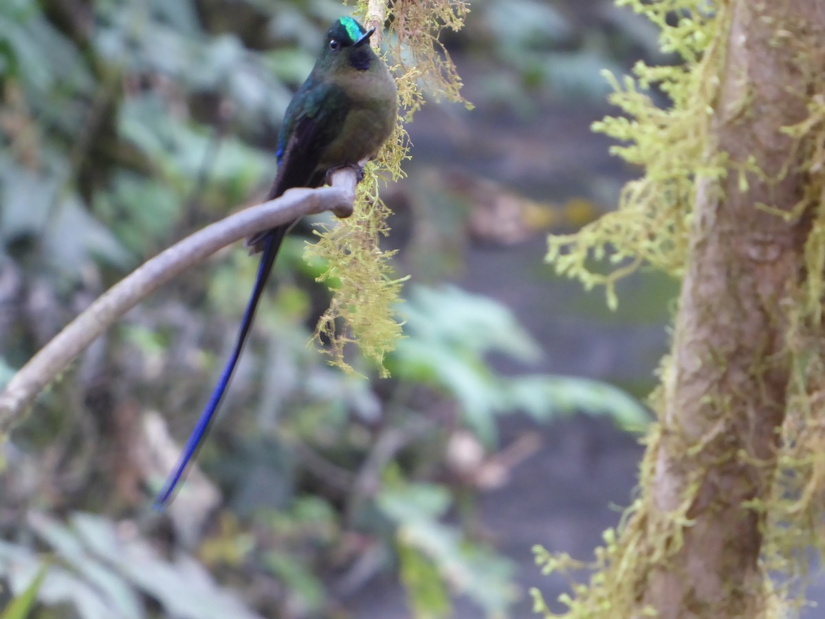 Violet-tailed Sylph - ML612955393
