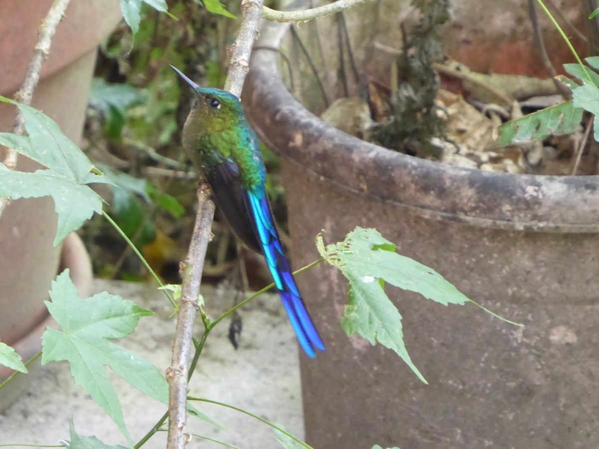Violet-tailed Sylph - ML612955394
