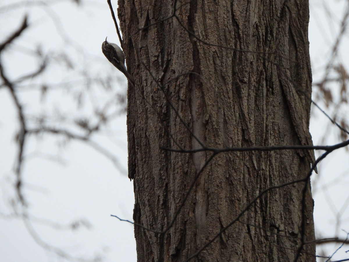 Brown Creeper - ML612955403