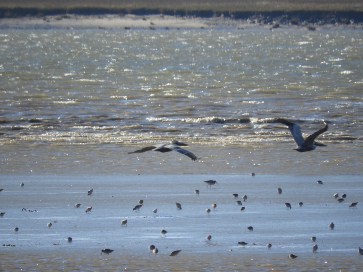 Limosa sp. - ML612955412