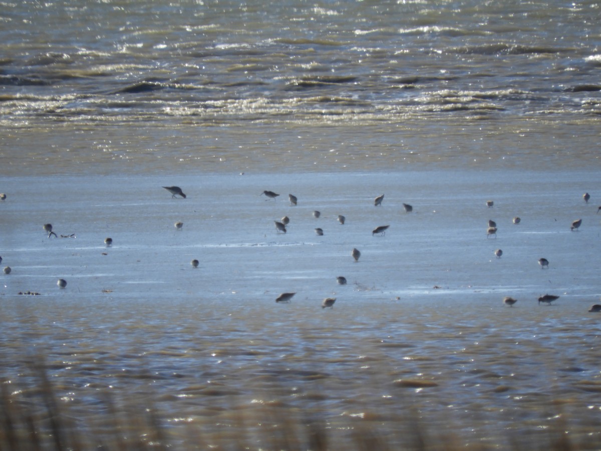 Limosa sp. - ML612955413