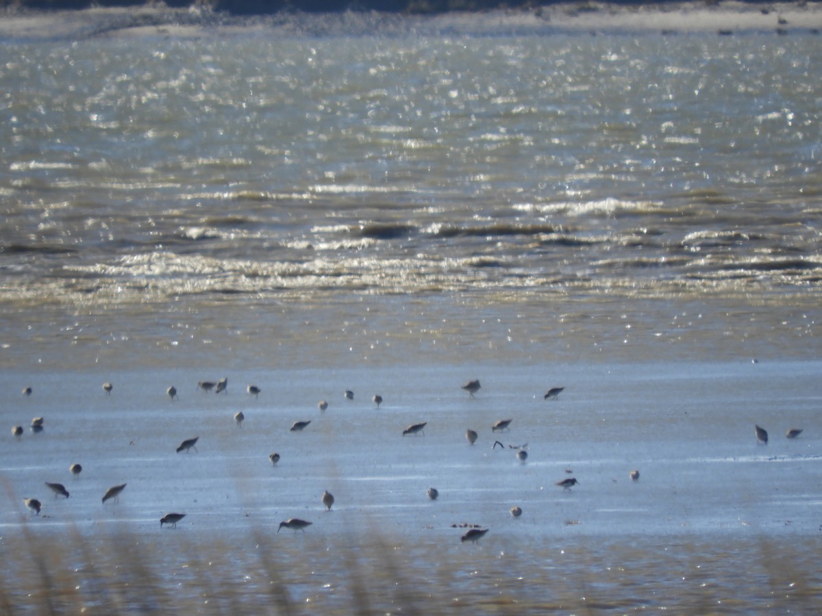 Limosa sp. - ML612955416