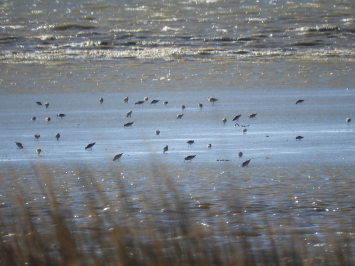 Limosa sp. - ML612955418