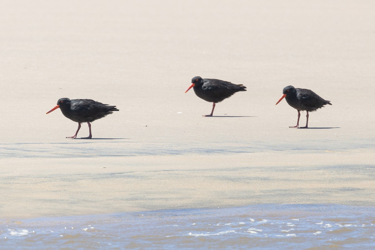 African Oystercatcher - ML612955495