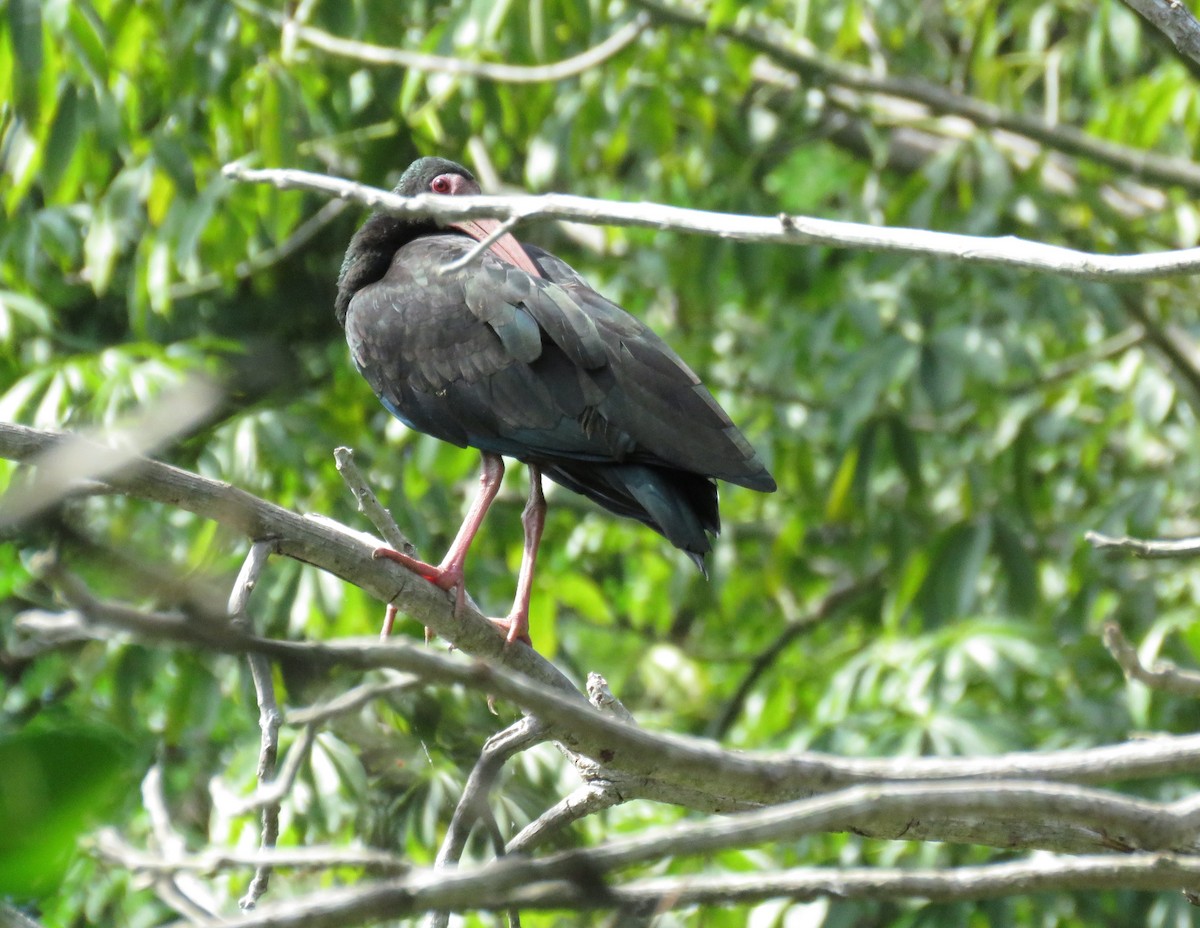 ibis tmavý - ML612955499