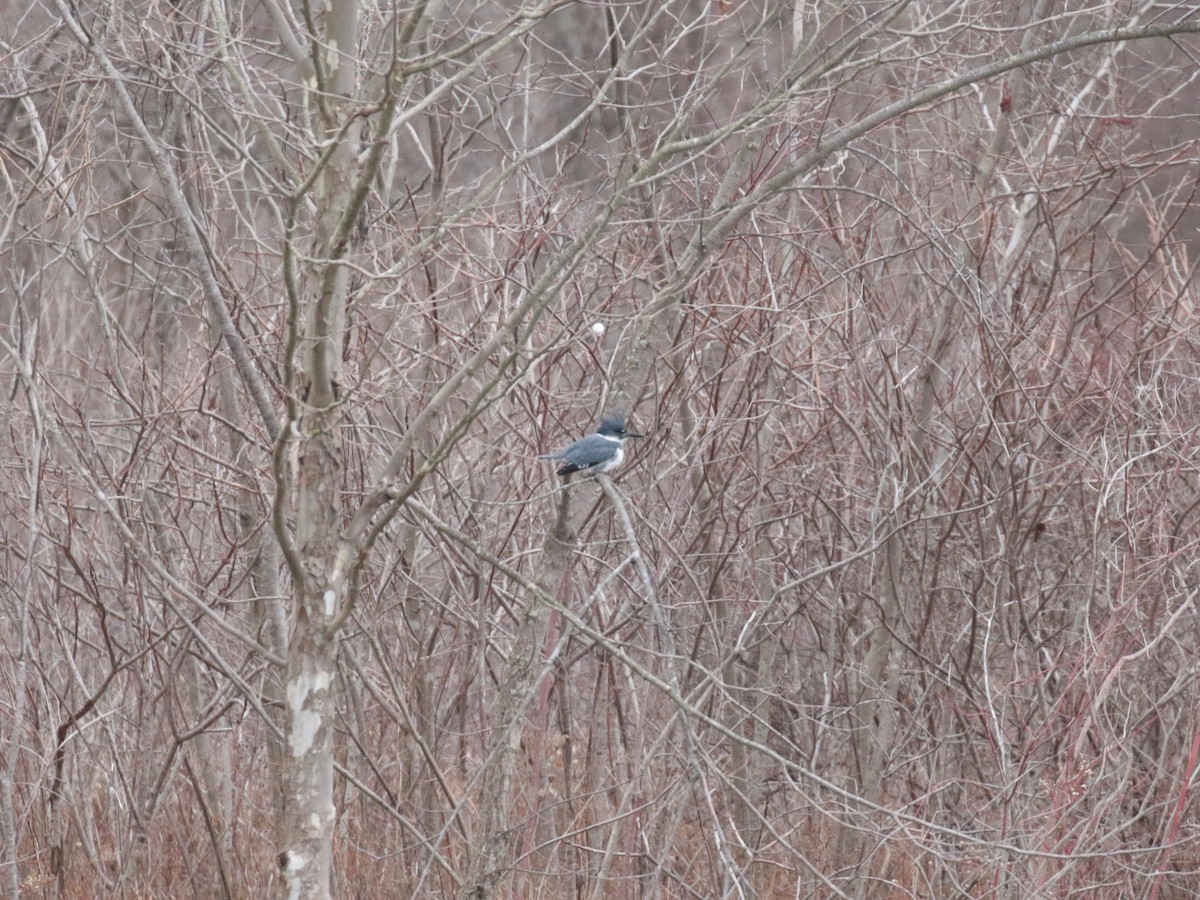 Belted Kingfisher - ML612955502