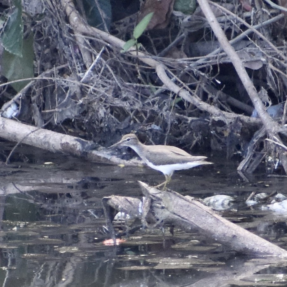 Spotted Sandpiper - ML612955513