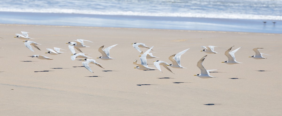 Great Crested Tern - Peter Kwiatek