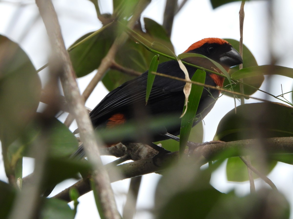 Puerto Rican Bullfinch - ML612955543