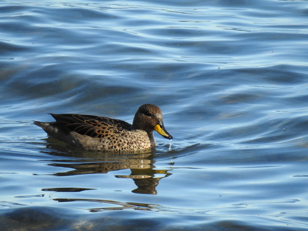 Yellow-billed Teal - ML612955552