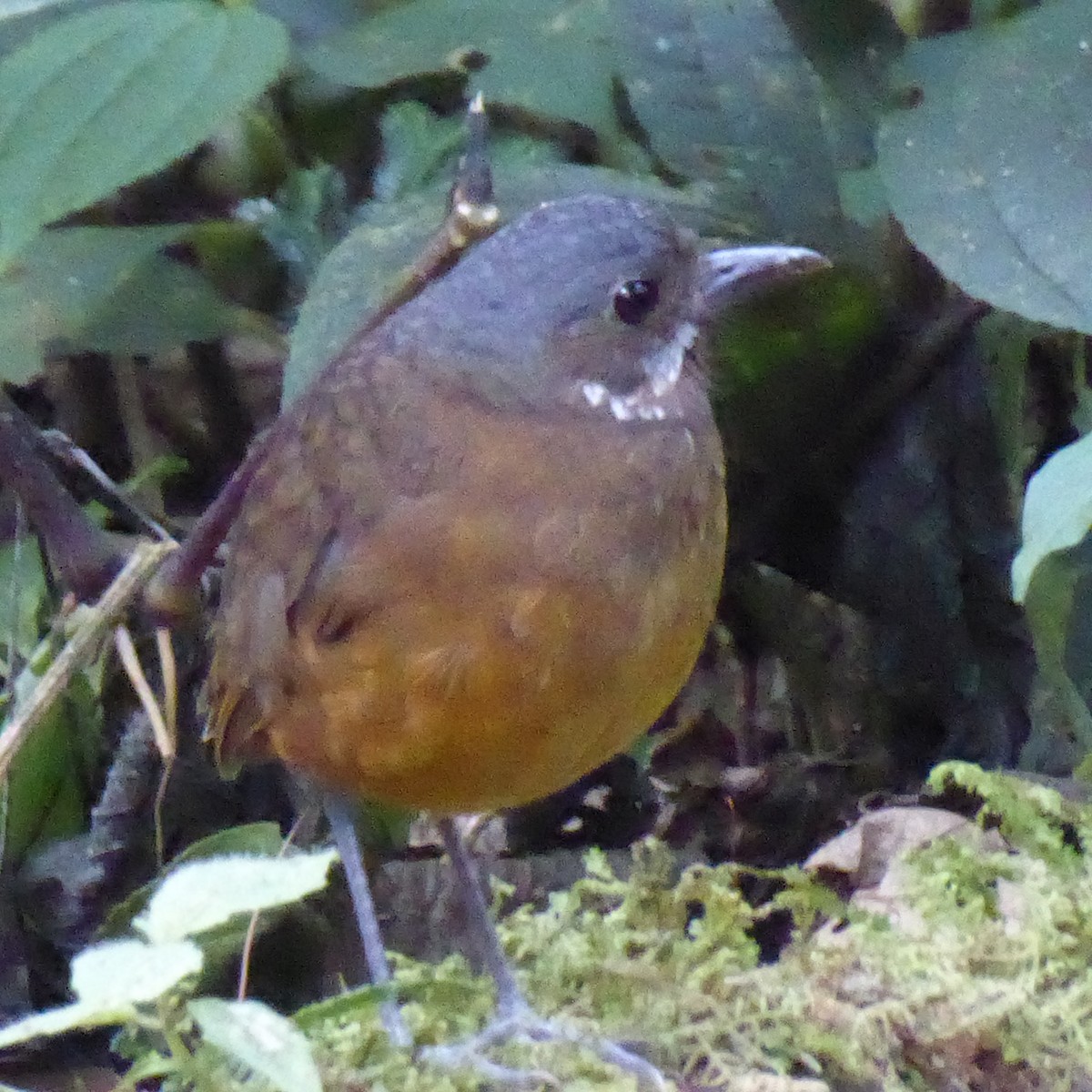 Moustached Antpitta - ML612955597