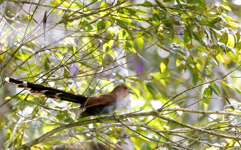 Squirrel Cuckoo - ML612955617