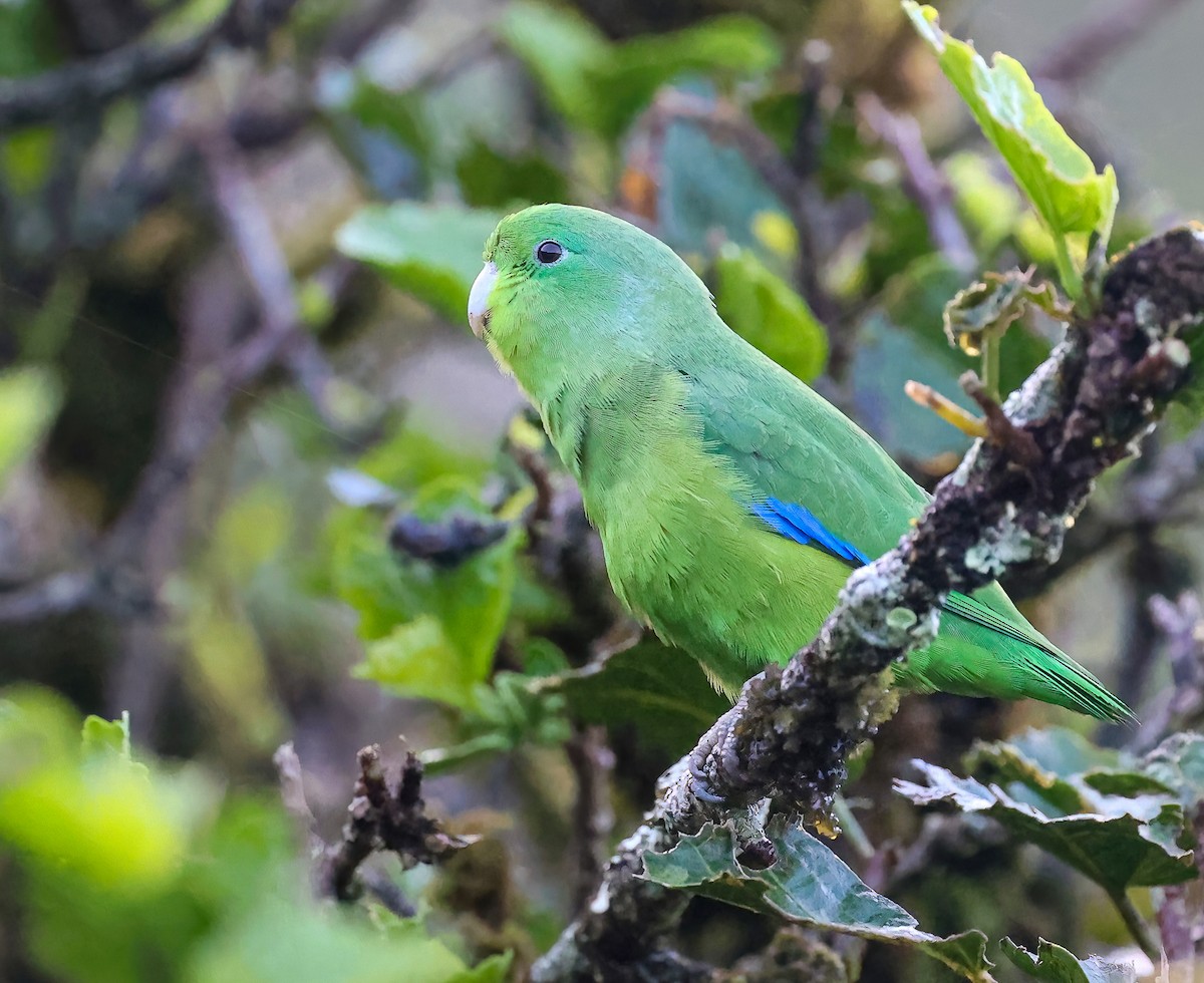 Cobalt-rumped Parrotlet - ML612955641