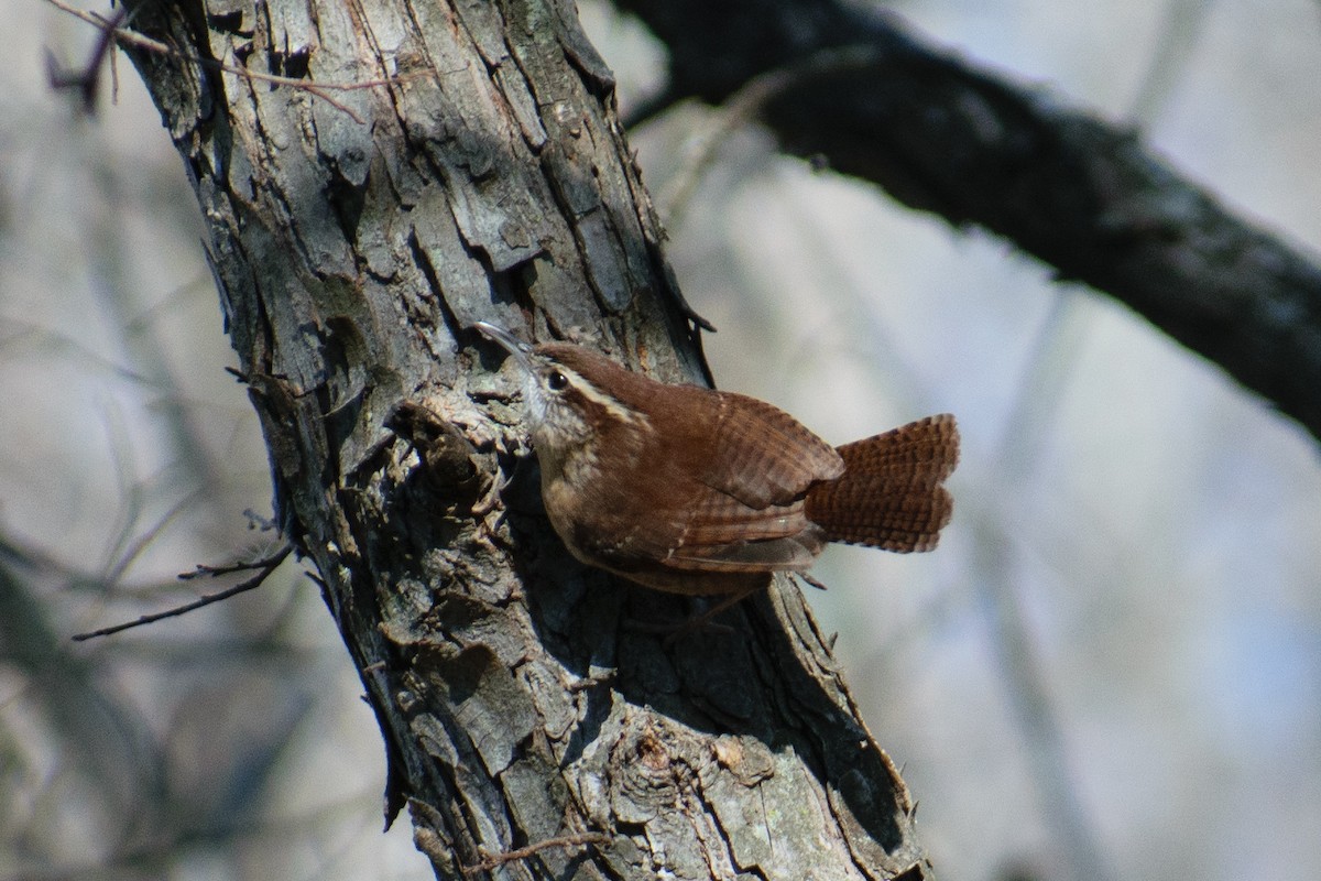 Carolina Wren - ML612955675