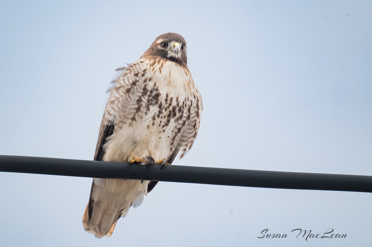 Red-tailed Hawk - ML612955775