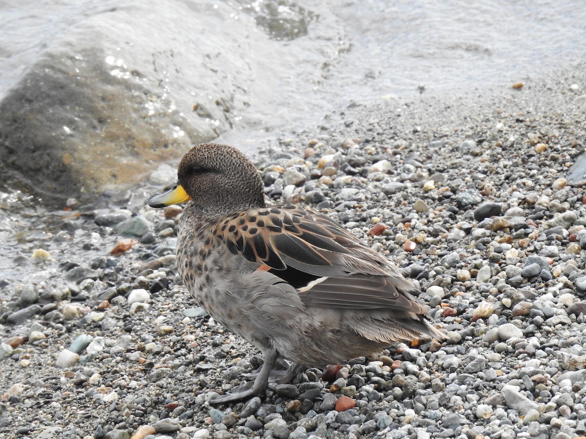 Yellow-billed Teal - ML612955776