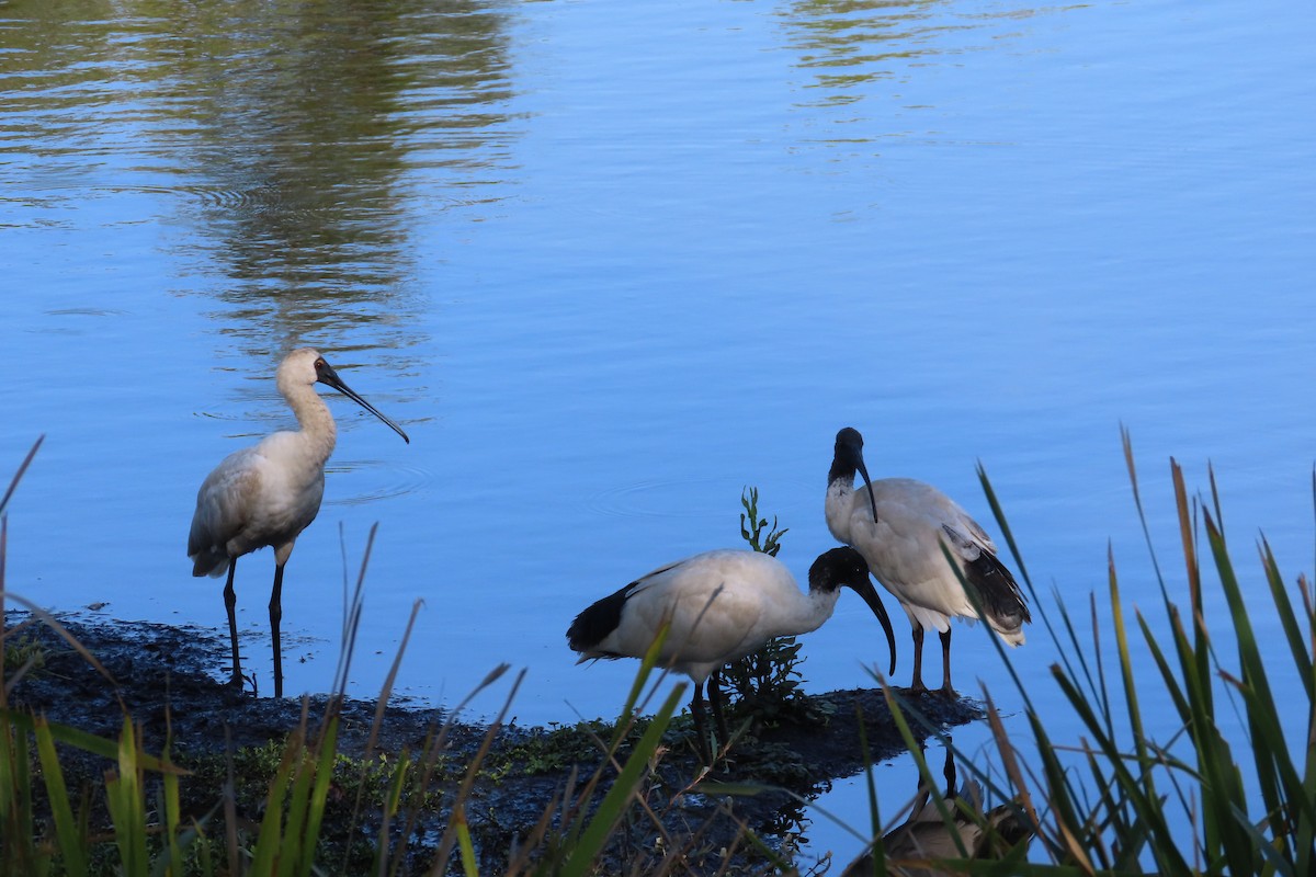 Royal Spoonbill - ML612955780