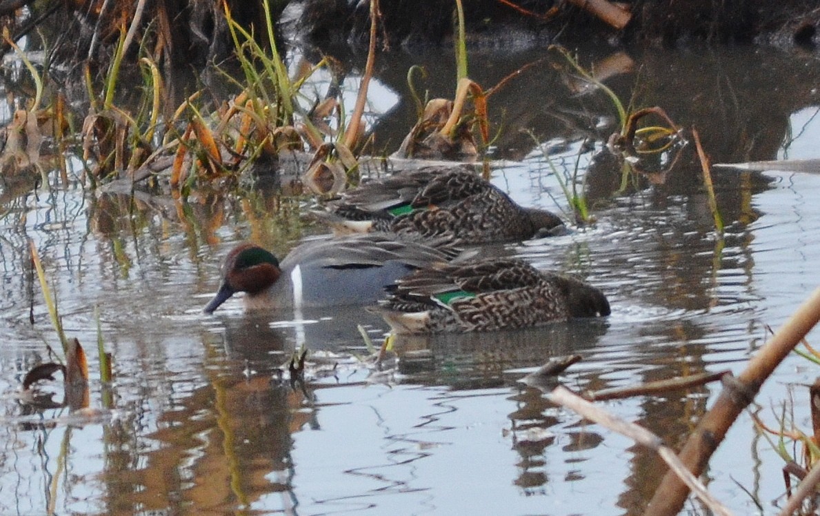 Green-winged Teal - ML612955801