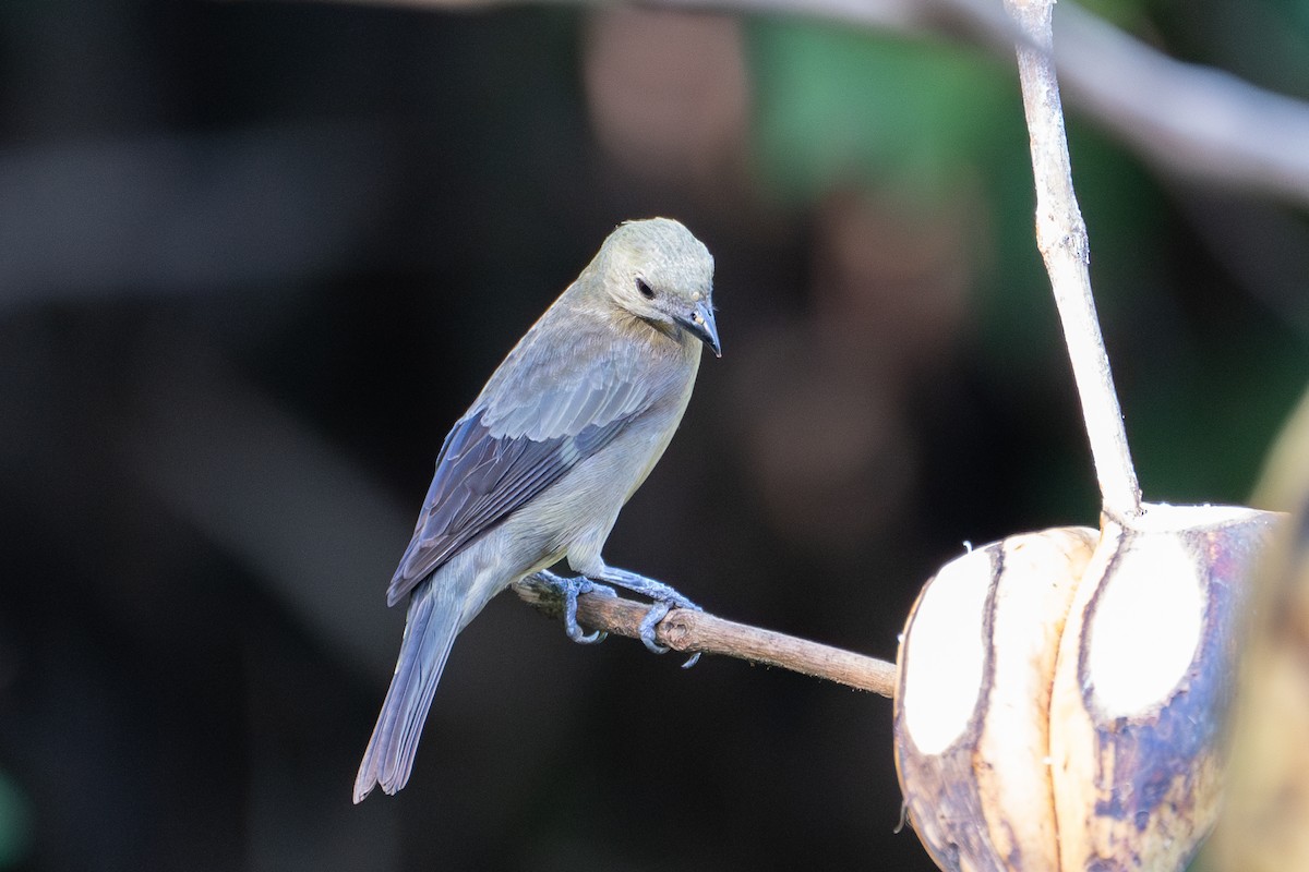 Palm Tanager - ML612955926
