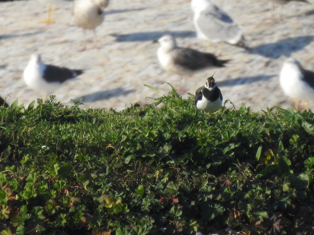 Northern Lapwing - ML612955945