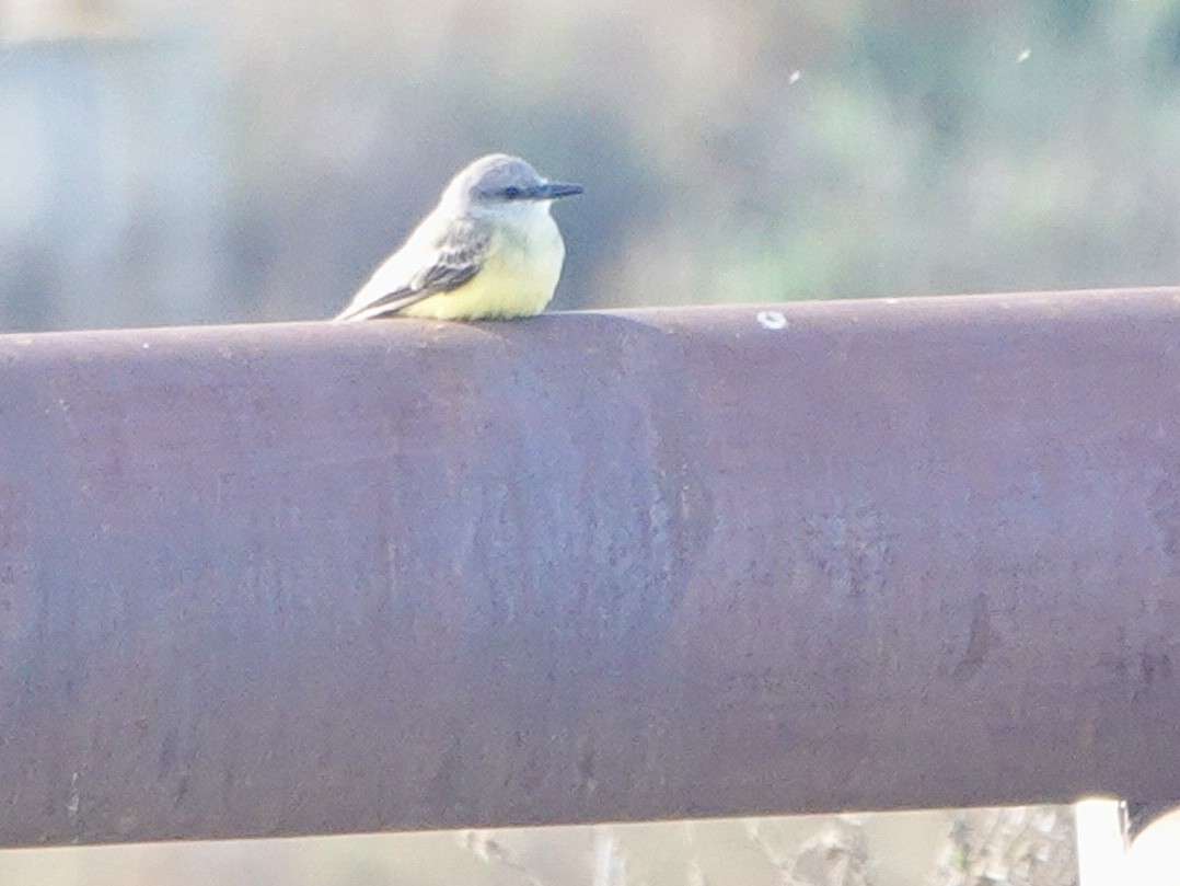 Tropical Kingbird - ML612956000