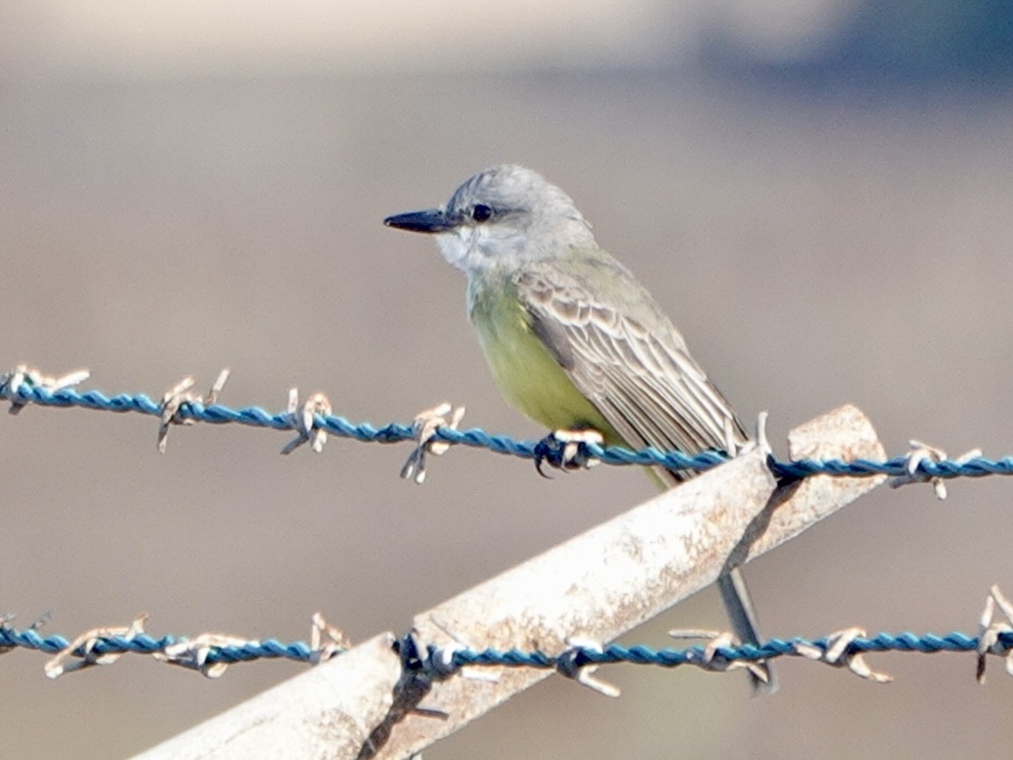 Tropical Kingbird - ML612956001