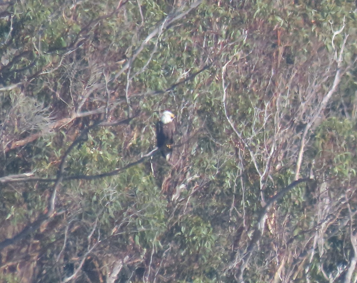 Bald Eagle - ML612956008