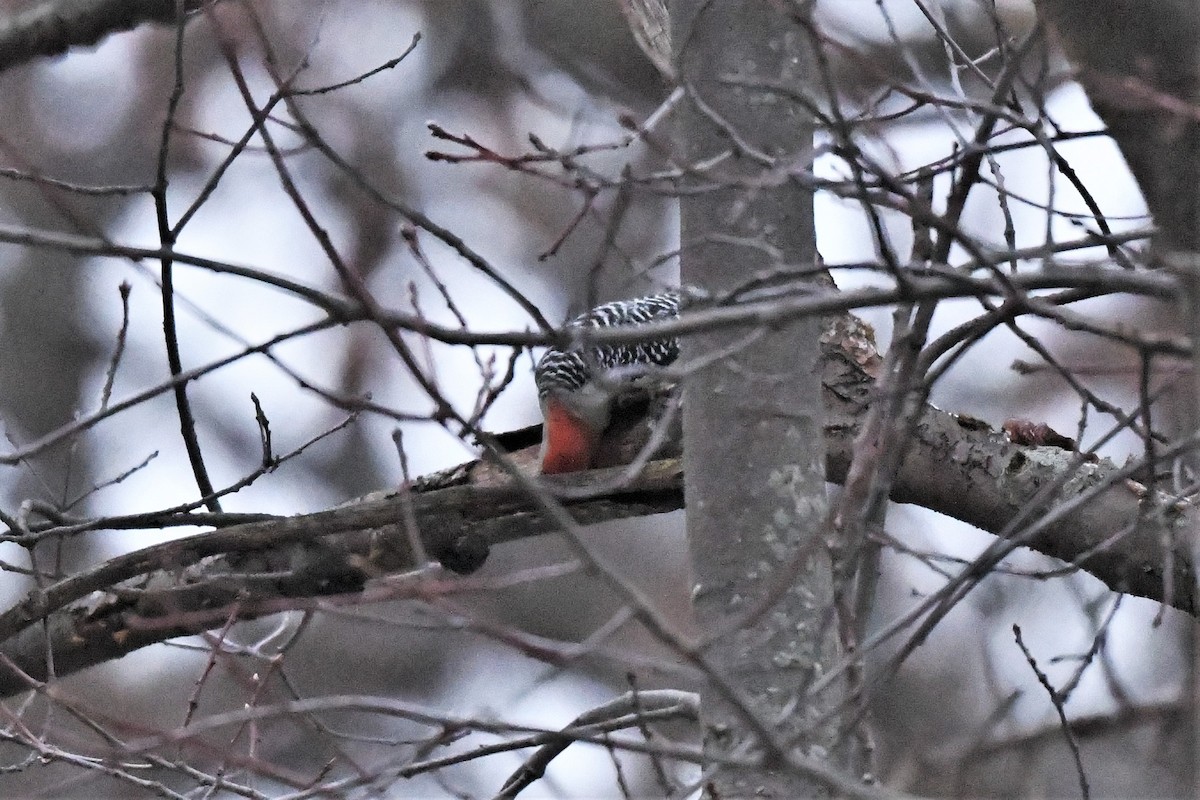 Red-bellied Woodpecker - ML612956027