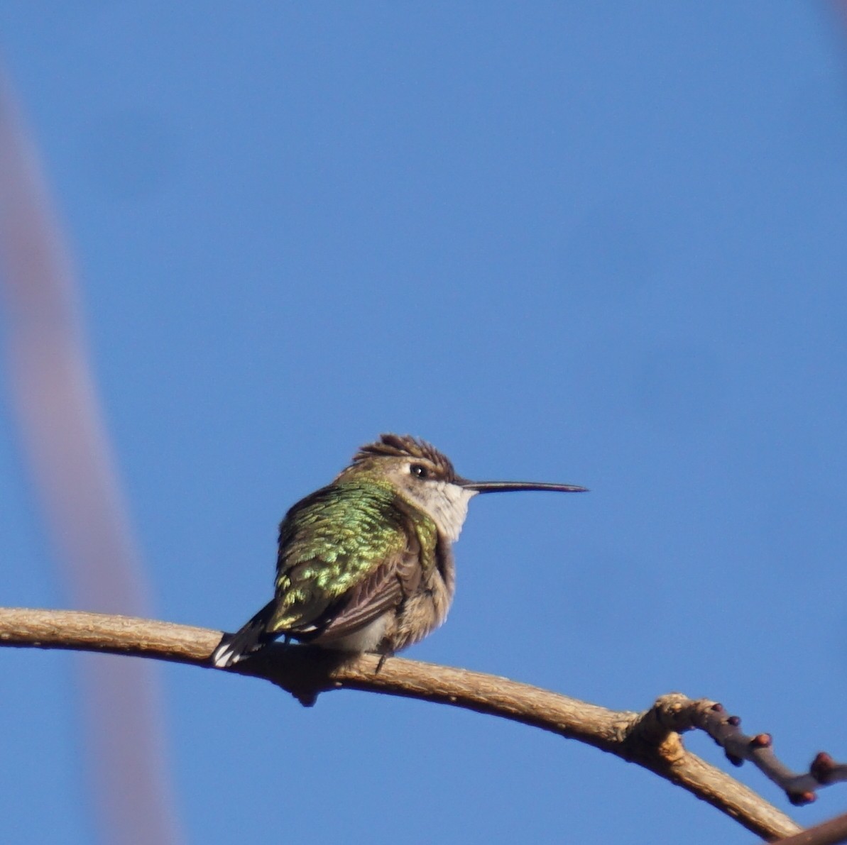 Colibri à gorge rubis - ML612956121