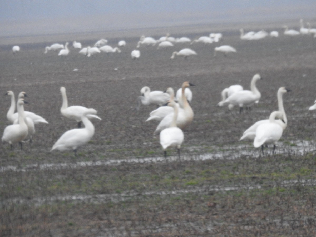 Tundra Swan - ML612956239