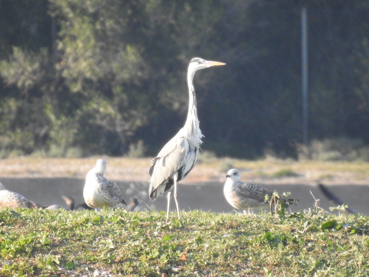 Gray Heron - ML612956327