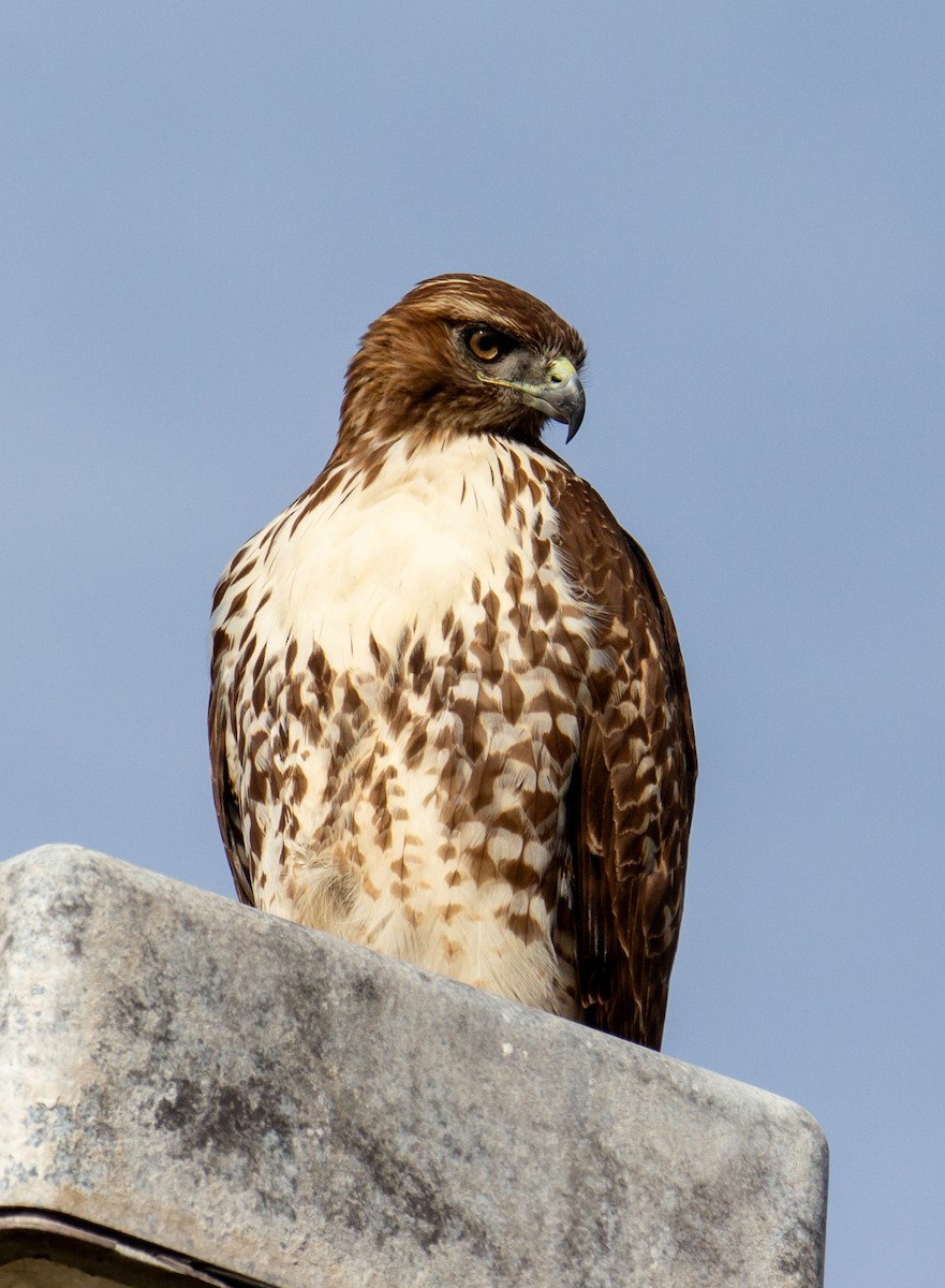 Red-tailed Hawk - ML612956331