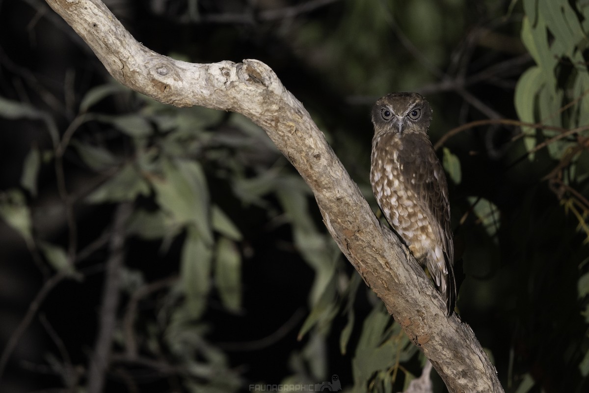 Australian Boobook - ML612956350