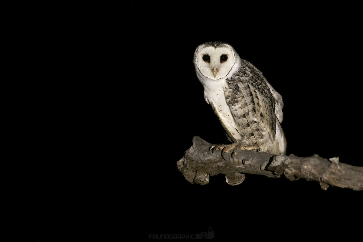 Australian Masked-Owl - ML612956353