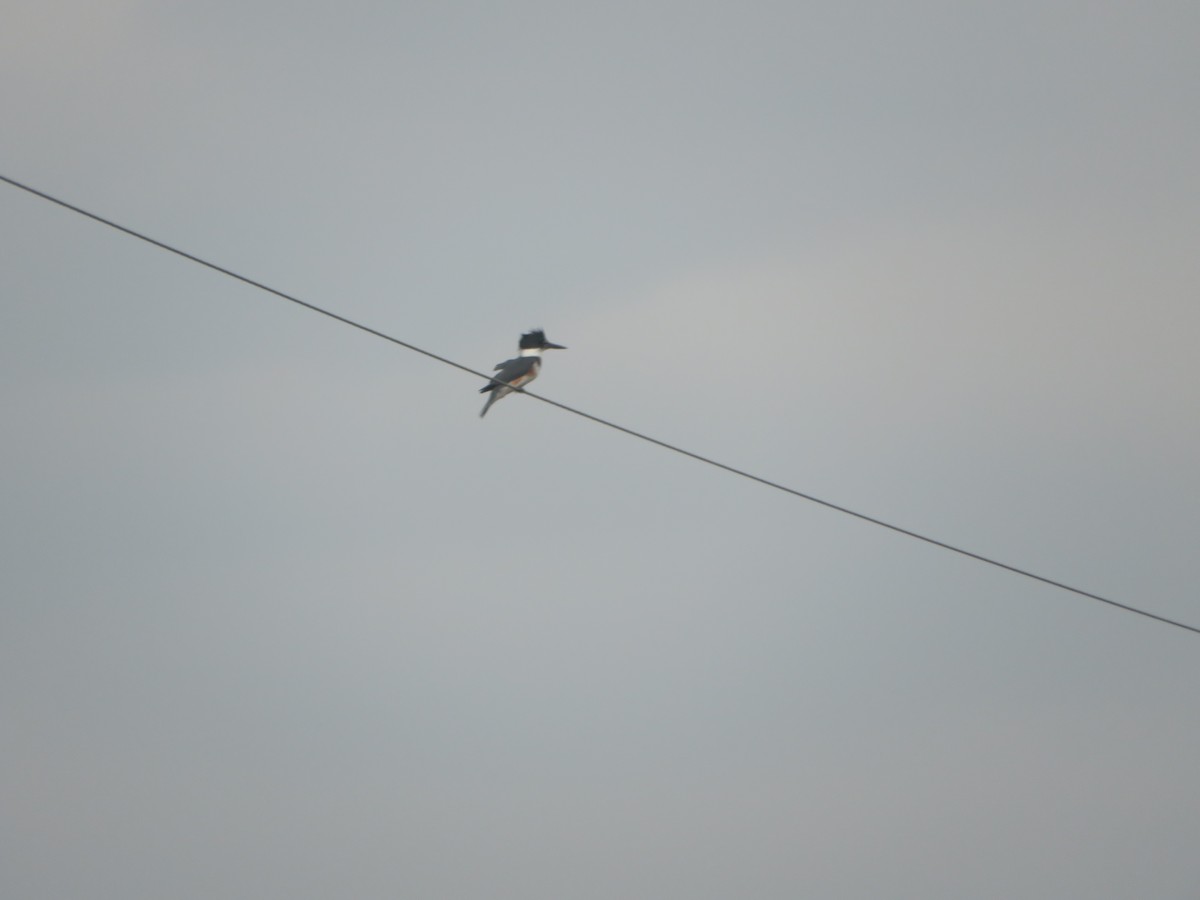 Belted Kingfisher - ML612956357