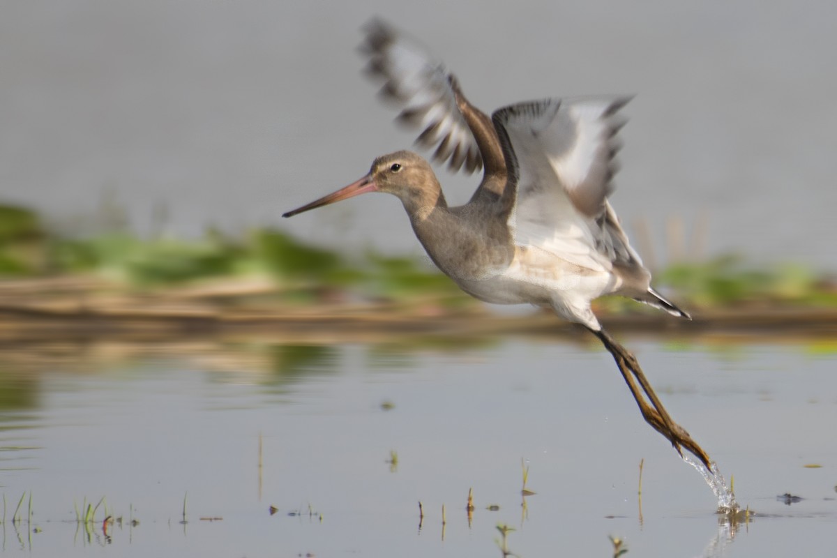 Black-tailed Godwit - ML612956368