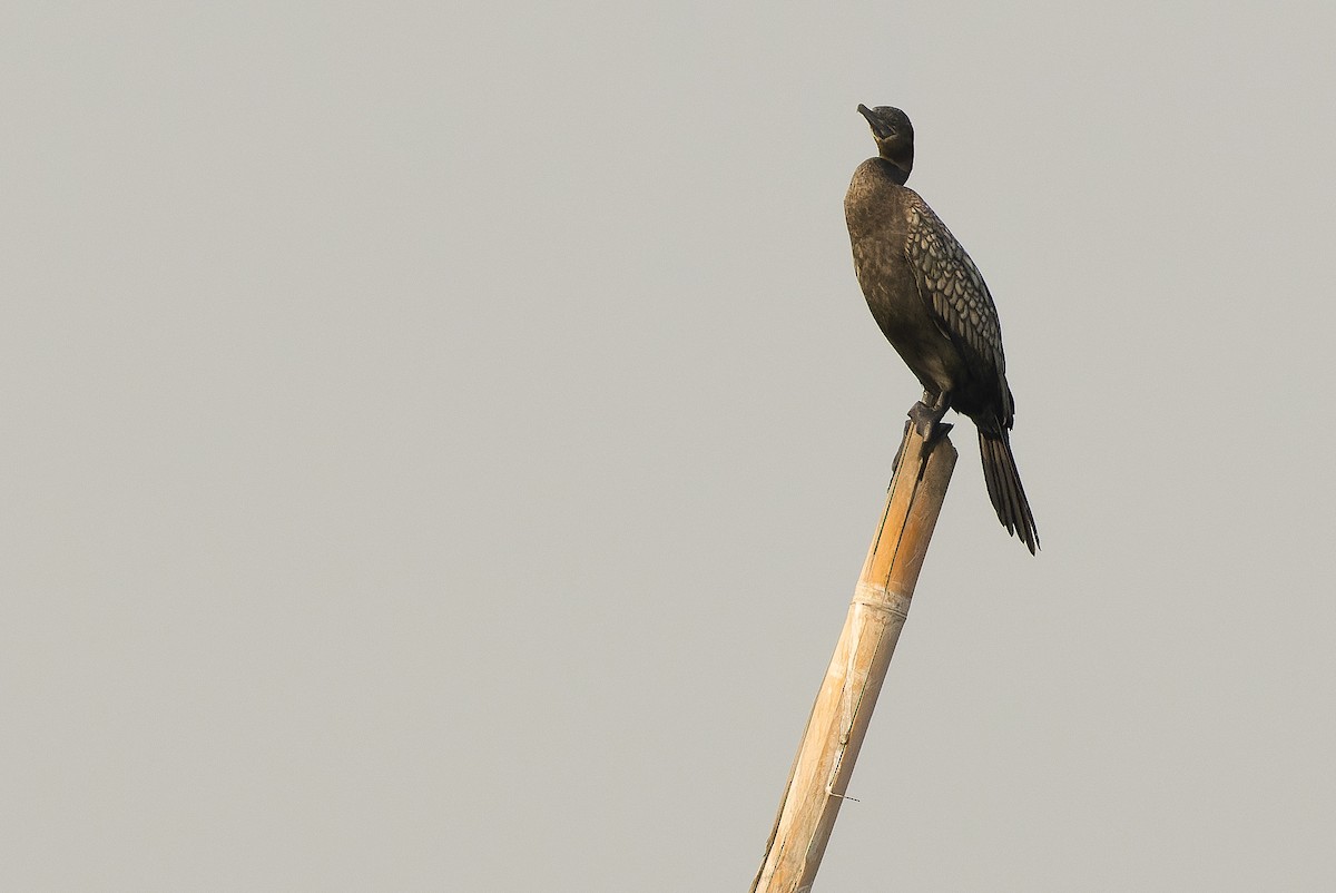 Little Black Cormorant - Joachim Bertrands