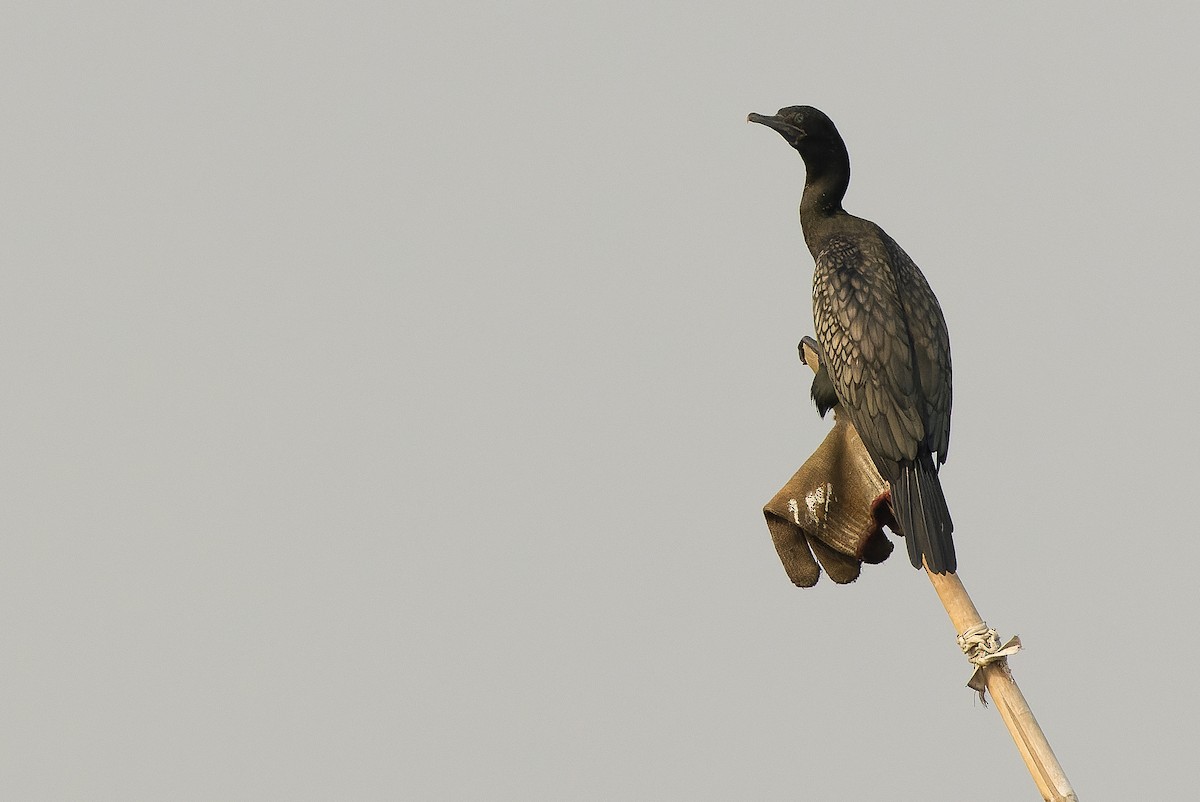 Little Black Cormorant - ML612956532