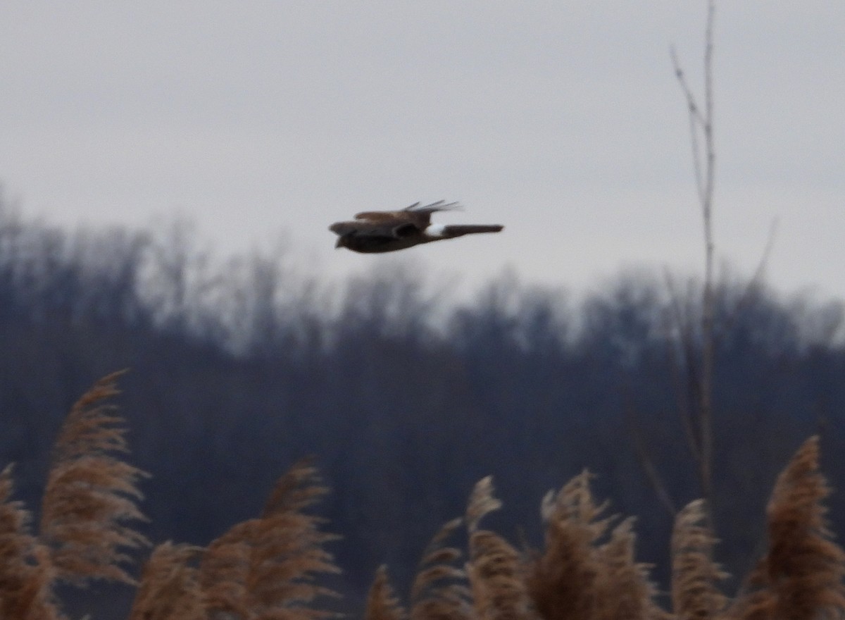 Northern Harrier - ML612956545