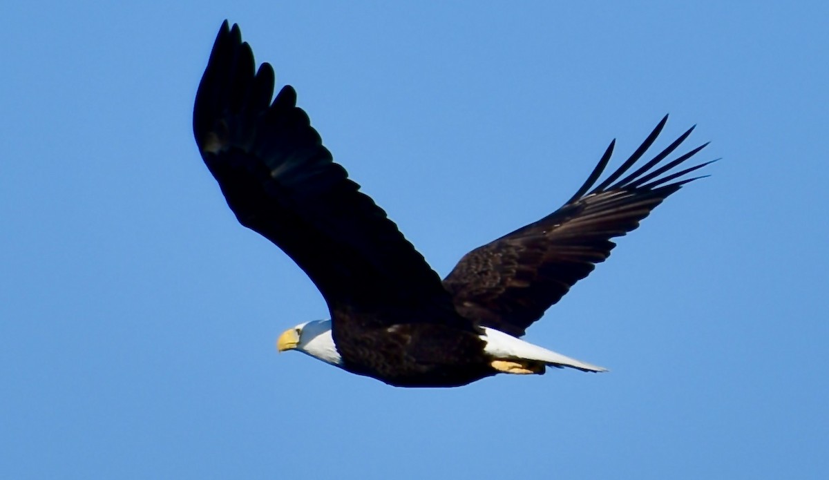 Bald Eagle - ML612956655