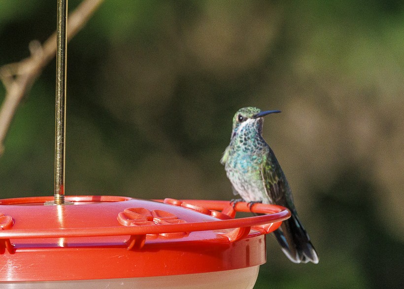 White-vented Violetear - ML612956846