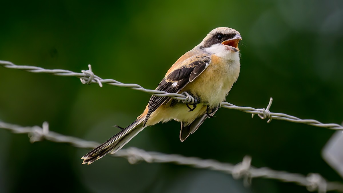 Long-tailed Shrike - Soong Ming Wong