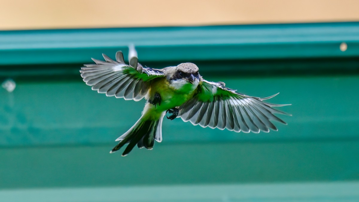 Long-tailed Shrike - Soong Ming Wong