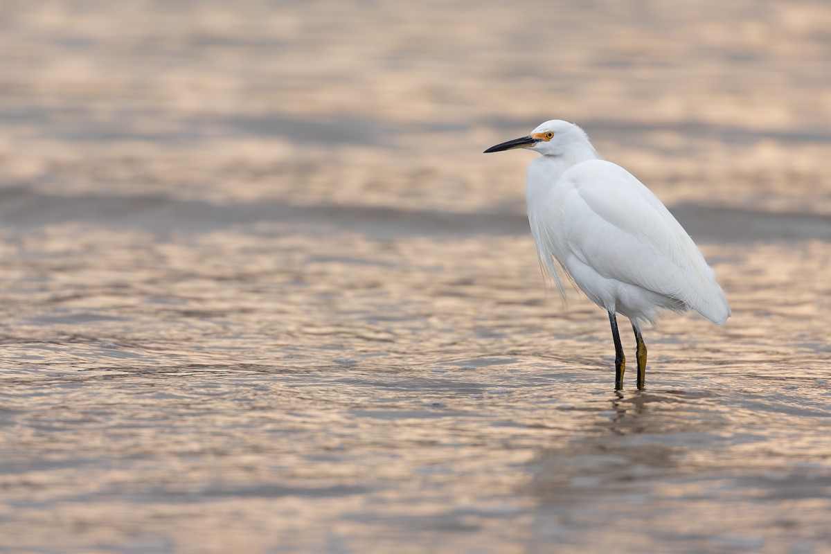 Snowy Egret - Michael Long