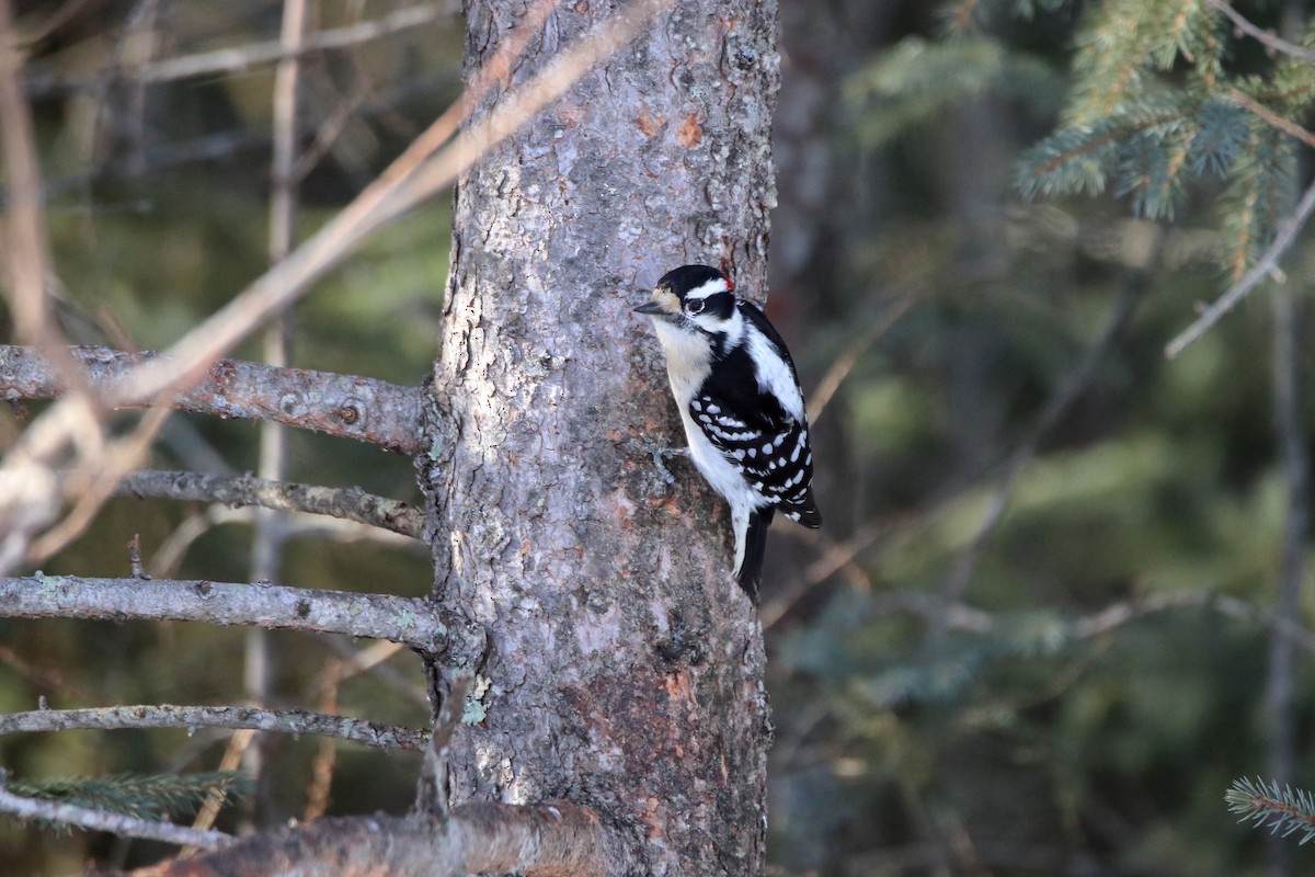 Downy Woodpecker (Eastern) - ML612956925