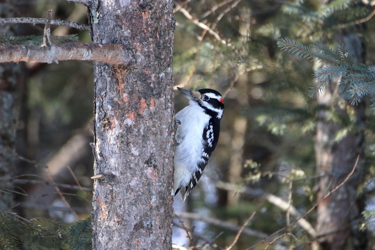 Hairy Woodpecker (Eastern) - ML612956969