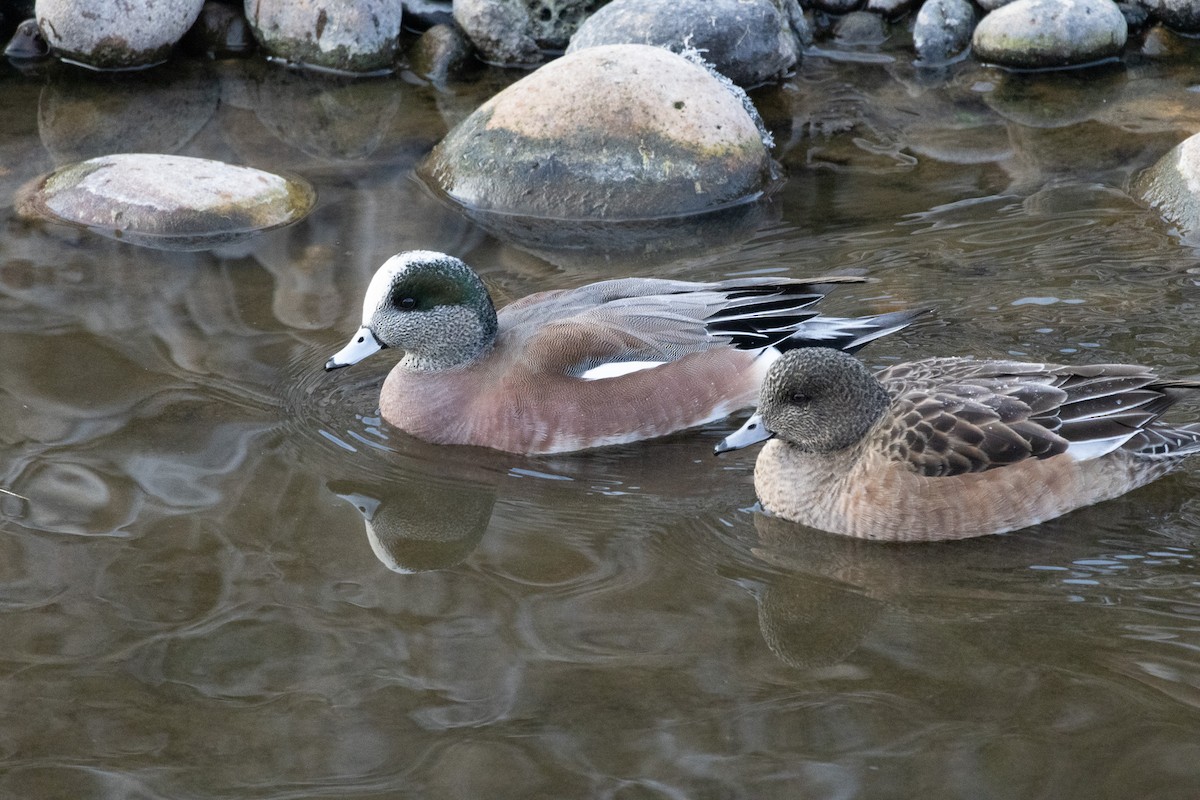 American Wigeon - Stephanie Low