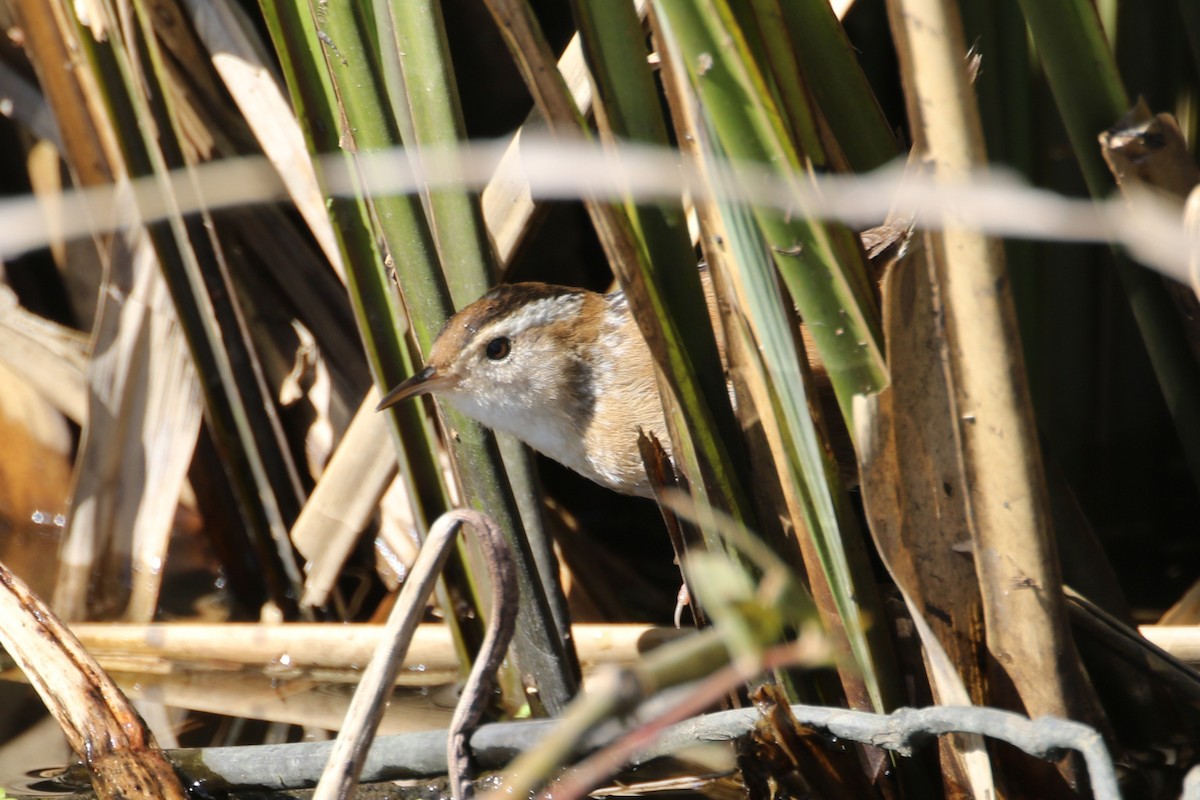 Sedge Wren - ML612957164